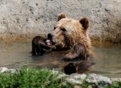 Izglābti lāči Ukrainā - 5