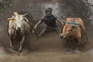 Govju skriešanās Indonēzijā - 1