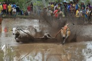 Govju skriešanās Indonēzijā - 6