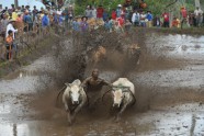 Govju skriešanās Indonēzijā - 7