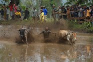 Govju skriešanās Indonēzijā - 8