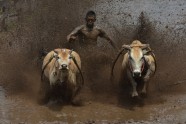 Govju skriešanās Indonēzijā - 10