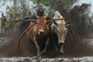 Govju skriešanās Indonēzijā - 12