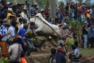 Govju skriešanās Indonēzijā - 13