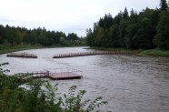 Ogres upē pārrauts jaunais pontonu tilts - 1