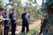 Kims Čenuns ābolu saimniecībā Ziemeļkorejā - 2
