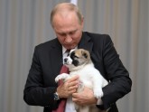 Putina kucēns - 3