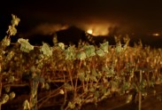 Kalifornijas ugunsgrēki, vīna dārzi - 2