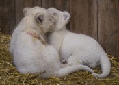 Baltie lauvēni zoodārzā Francijā - 2