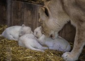 Baltie lauvēni zoodārzā Francijā - 3