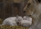 Baltie lauvēni zoodārzā Francijā - 4