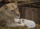 Baltie lauvēni zoodārzā Francijā - 6