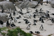 Pingvīnēni