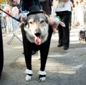 27th Annual Tompkins Square Halloween Dog Parade - 16