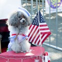 27th Annual Tompkins Square Halloween Dog Parade - 22