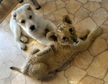 Lauviņa sadraudzējusies ar kucēnu Krievijā