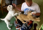 Lauviņa sadraudzējusies ar kucēnu Krievijā - 2