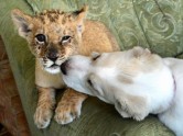 Lauviņa sadraudzējusies ar kucēnu Krievijā - 5