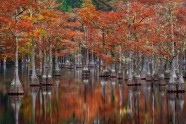 Autumn in Okefenokee swamp