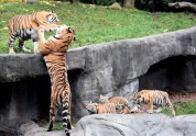 Tīģeru ģimenīte zoodārzā Vācijā