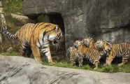Tīģeru ģimenīte zoodārzā Vācijā - 6