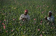 Afghanistan Opium Survey