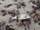 Bālas vielas Papes pludmalē - 2
