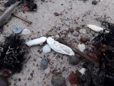 Bālas vielas Papes pludmalē - 4