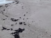 Bālas vielas Papes pludmalē - 7