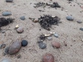 Bālas vielas Papes pludmalē - 13