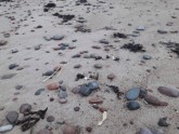 Bālas vielas Papes pludmalē - 16