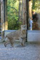 Rīgas zoodārza lauvas Kali un Cvanga