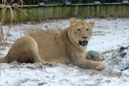 Rīgas zoodārza lauvas Kali un Cvanga - 5