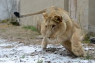 Rīgas zoodārza lauvas Kali un Cvanga - 13