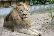 Rīgas zoodārza lauvas Kali un Cvanga - 18