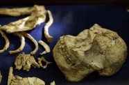 Australopithecus Mazā Kāja - 1