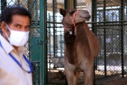Dubaijas kamieļu slimnīca - 1