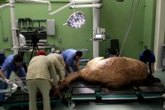 Dubaijas kamieļu slimnīca - 4