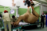 Dubaijas kamieļu slimnīca - 6
