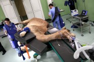 Dubaijas kamieļu slimnīca - 7