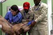 Dubaijas kamieļu slimnīca - 8