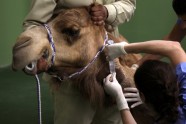 Dubaijas kamieļu slimnīca - 10