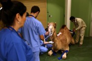 Dubaijas kamieļu slimnīca - 11