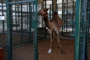 Dubaijas kamieļu slimnīca - 12