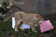 Zoodārza zvēri atver dāvanas - 7