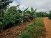 Kakao koku plantācija Ganā - 12