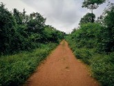 Kakao koku plantācija Ganā - 13