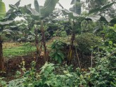 Kakao koku plantācija Ganā - 3