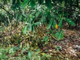 Kakao koku plantācija Ganā - 5