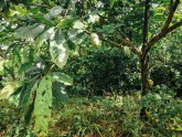 Kakao koku plantācija Ganā - 6